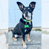 Bone Shaped Dog Collar Charm